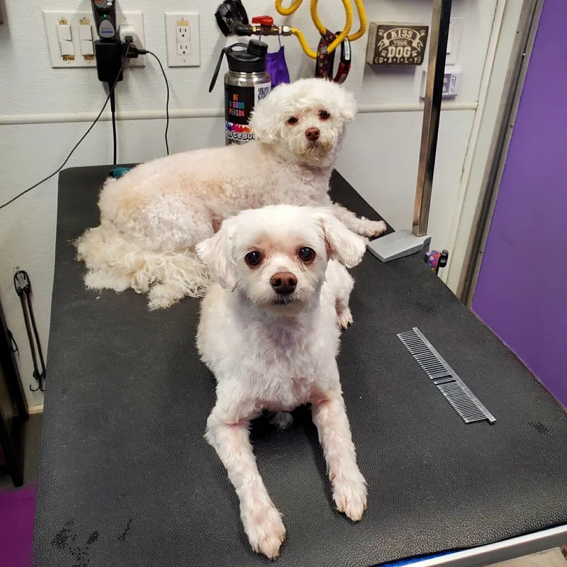 HUGZ-N-KISSES PET SPA By Appointment Only - Cat grooming in Jacksonville