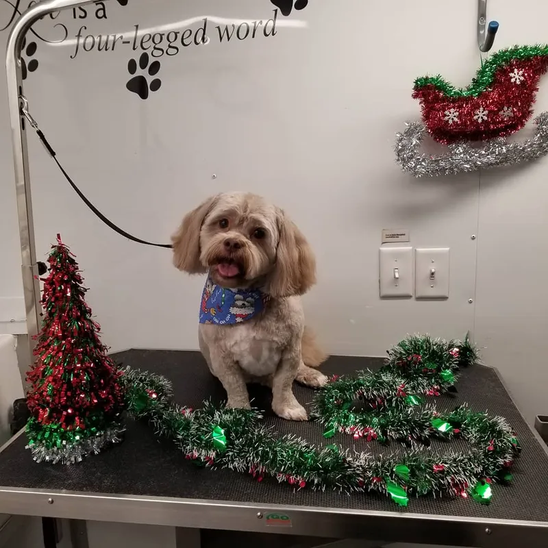 True Love Mobile Pet Salon - Cat grooming in Las Vegas