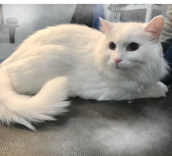 The Canine & Kitty Co, LLC - Mobile cat grooming in Columbia, MO