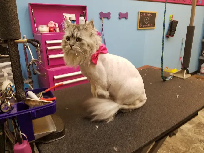 Creative Paws Grooming Studio - Mobile cat grooming in Blaine, MN