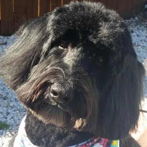 Haw Creek Pet Care Grooming, Boarding kennel and Doggy Daycare - Mobile cat grooming in Asheville, NC