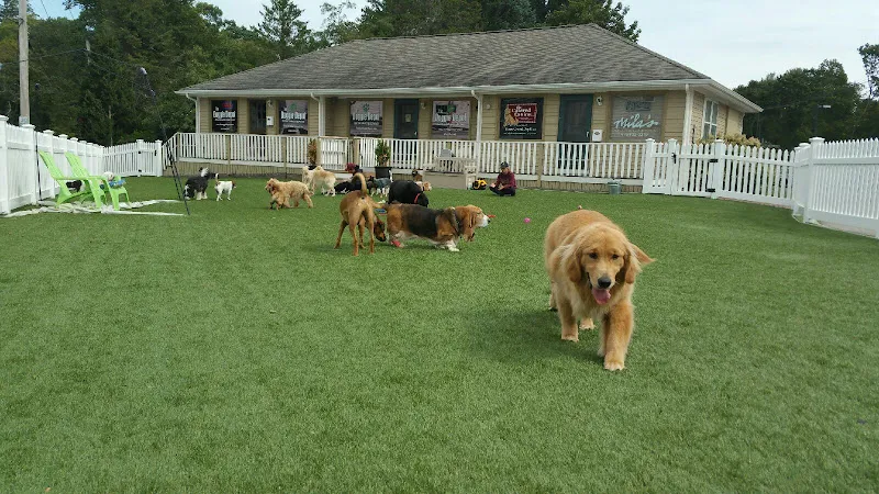 The Doggie Depot | Beverly Farms - Cat grooming in Beverly