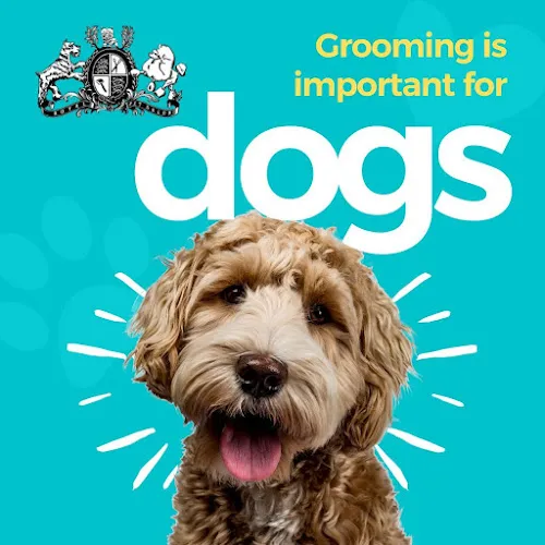 Royal Pet Salon & Dog Grooming - Cat grooming in McAllen