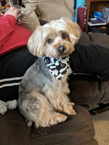 Dawn's Dog House LLC - Cat grooming in Russells Point