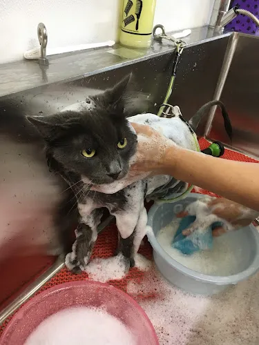 Woof & Wash Pet Grooming - Cat grooming in Hayward