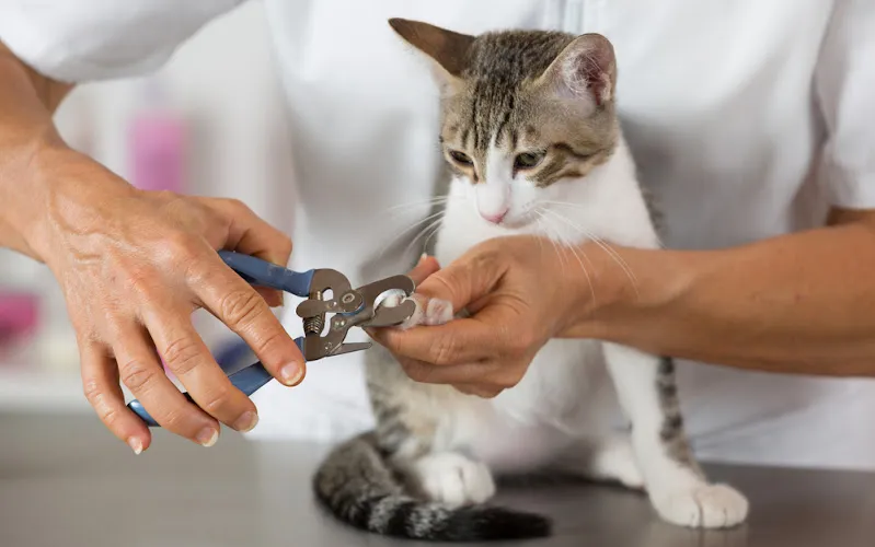Family Paw - Cat grooming in Henderson