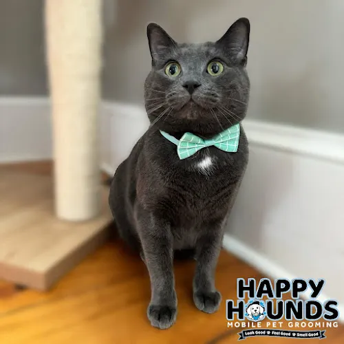Happy Hounds Mobile Pet Grooming - Cat grooming in Carlisle