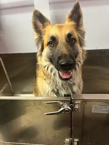 Megz Pet Grooming - Cat grooming in Phoenix