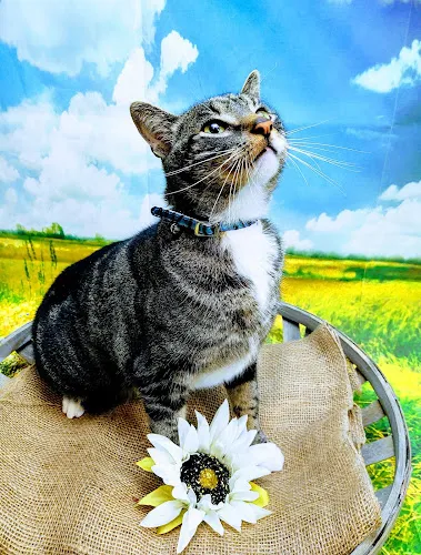 The Dirty Dog Grooming and Boarding LLC - Cat grooming in Wellington