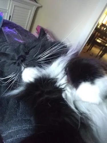 Top Knots To Tails - Professional cat grooming in Duluth, MN