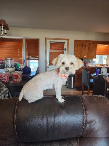Woof Gang Bakery & Grooming Overland Park - Cat grooming in Overland Park