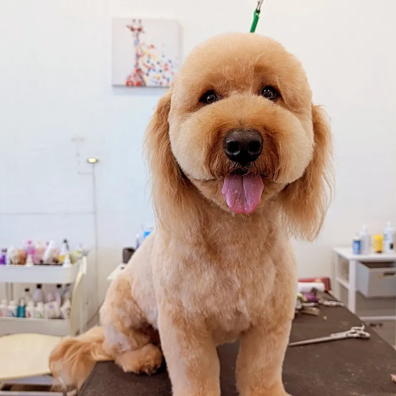Puppy Prom - Cat grooming in Los Angeles