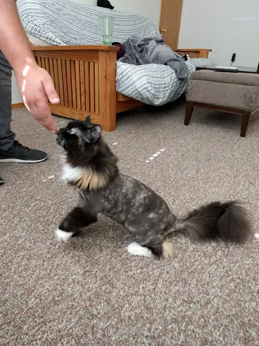 Muddy Paws - Cat grooming in McKinleyville