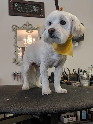 Chez Paws Grooming - Cat grooming in Belton