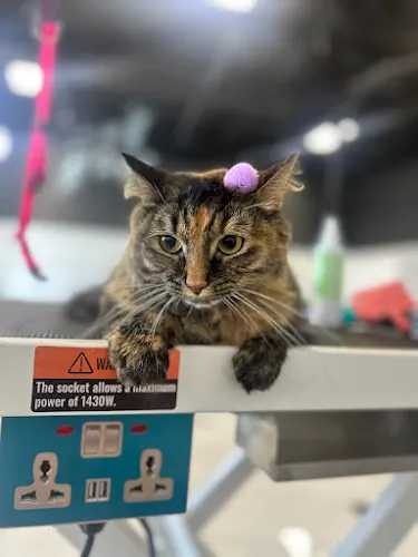 Royal Oak Dog Grooming - Professional cat grooming in Edmond, OK