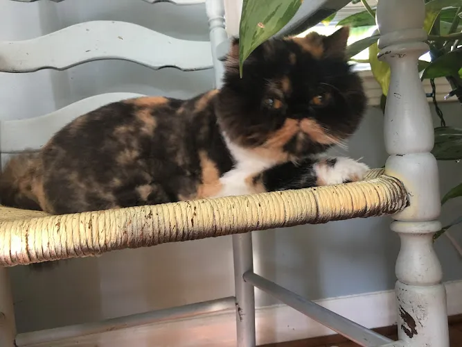 Classy Canine - Cat grooming in Dothan