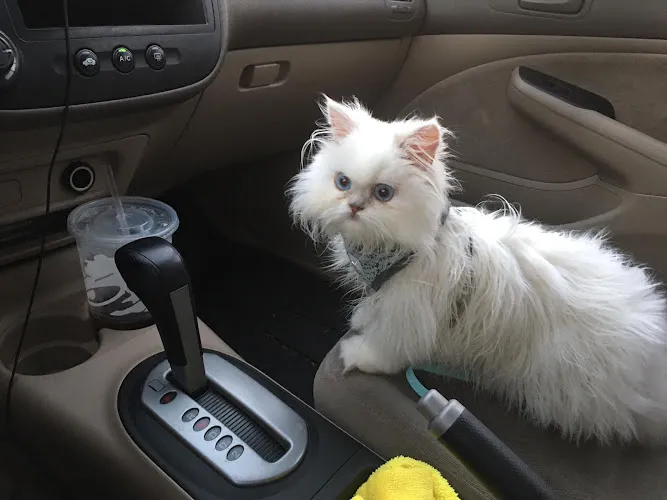 Claws and Paws - Cat grooming in Temple Terrace