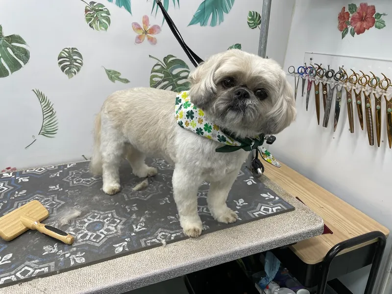 Tidy Tails To Go: Mobile Dog Grooming - Mobile cat grooming in New York, NY