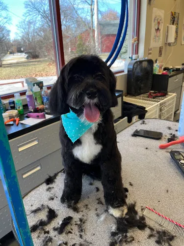 Best In Show Dog & Cat Groom - Cat grooming in Lockport