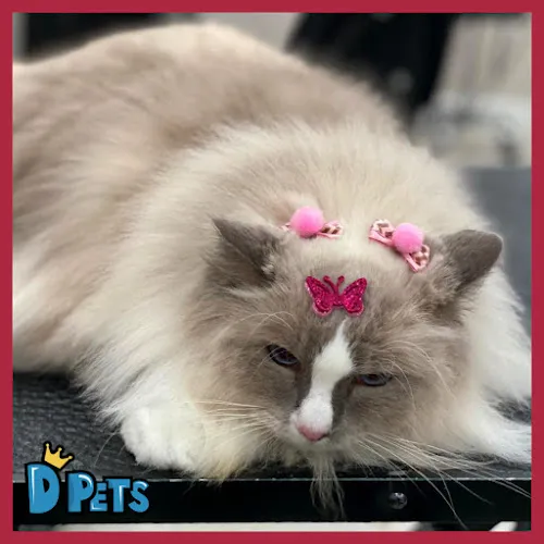 D'Pets - Pet Grooming - Professional cat grooming in Orlando, FL