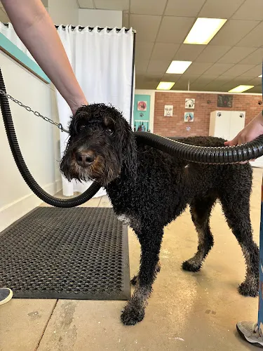 Muddy Mutt - Cat grooming in Windsor
