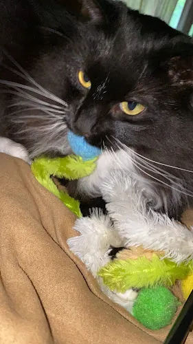 Animal House Total Pet Care - Cat grooming in South Plainfield