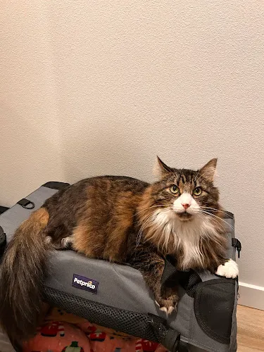 Jared The Cat Groomer - Cat grooming in Vancouver