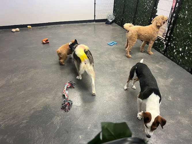 Sancho and Lucky's Dog Spa - Cat grooming in Laguna Niguel