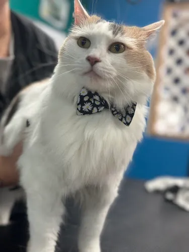 Shannon's Pretty Paws - Cat grooming in Edgewood