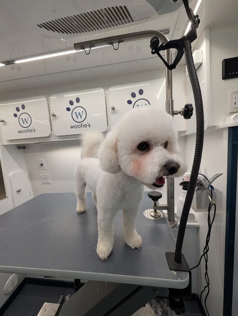 Woofie’s® of North Dallas - Cat grooming in Dallas