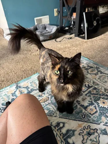 Bath and Biscuits - Cat grooming in Newark