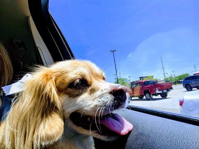 The Dawg Shoppe - Cat grooming in Grove City