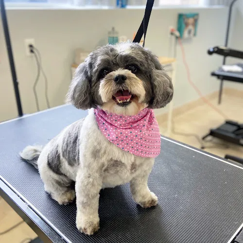 Groomer Has it! - Cat grooming in Newtown