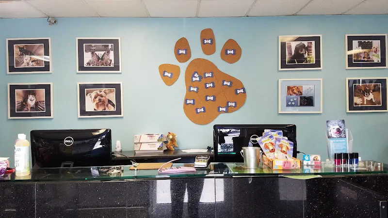 The Pet Set - Cat grooming in Long Beach