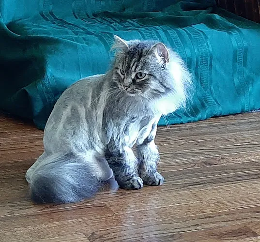 Reigning Cats & Dogs - Cat grooming in Hillsdale