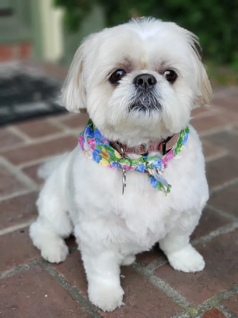 Many Paws - Cat grooming in Los Angeles