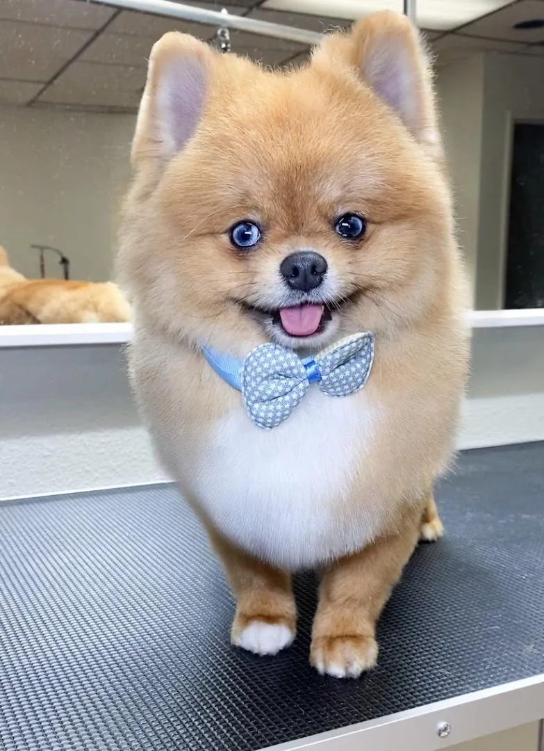 21Pooch Hollywood - Cat grooming in Los Angeles