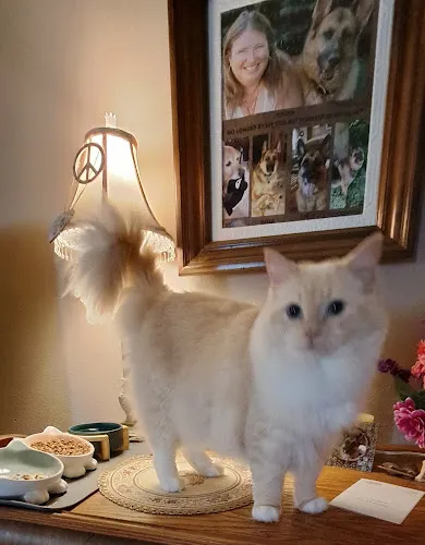 Links Groom Room - Professional cat grooming in Sheboygan Falls, WI