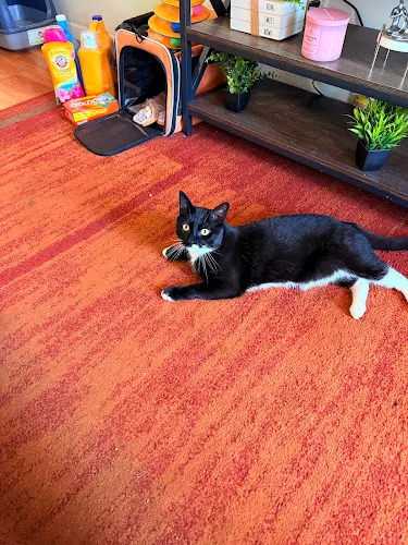 Dog Days and Cat Nights - Professional cat grooming in Kew Gardens, NY