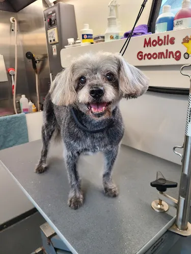 Dixie's Finest Grooming - Mobile cat grooming in Kennesaw, GA
