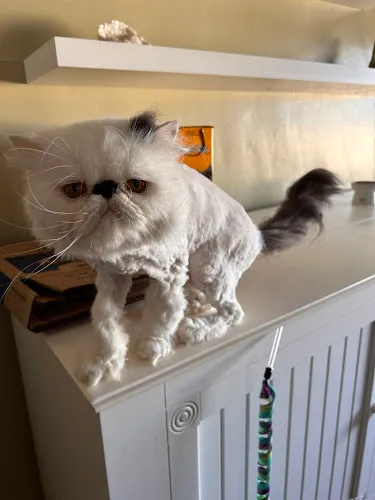 Lucky Dawg Salon Pet Grooming - Cat grooming in Torrance