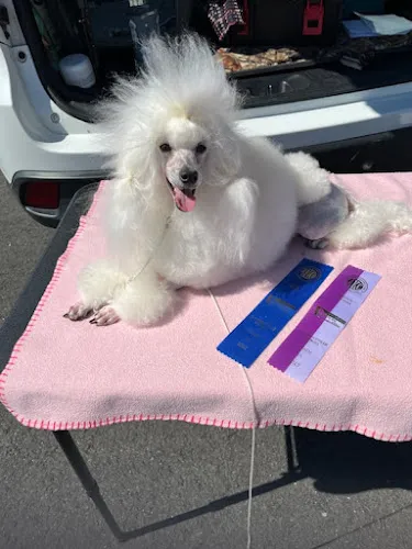 Snowberry's Grooming & Pet Boarding - Cat grooming in Rome