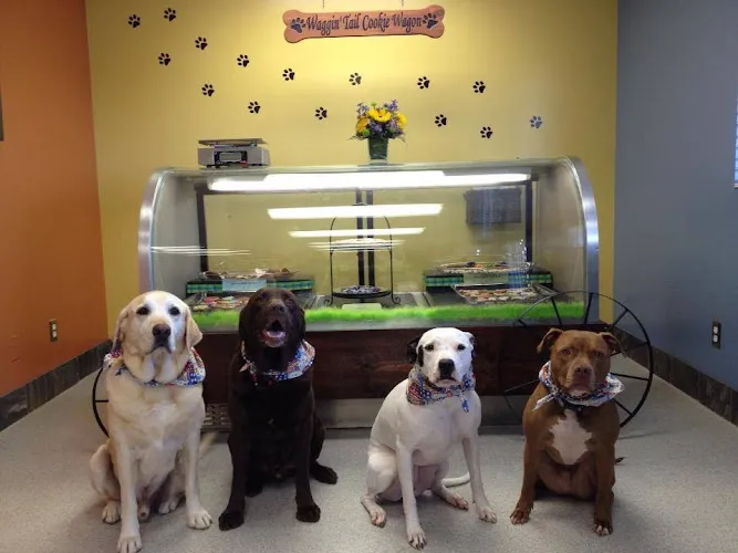 Sudzy Paws - Cat grooming in Carterville