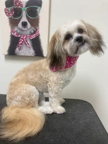 Pooch Purrfect Grooming - Cat grooming in Harrisonburg
