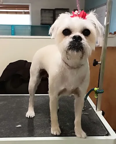 Bark Boutique and Grooming Salon - Cat grooming in San Angelo