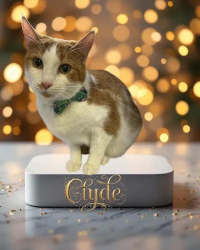 Angel Pets, LLC - Cat grooming in Murrells Inlet