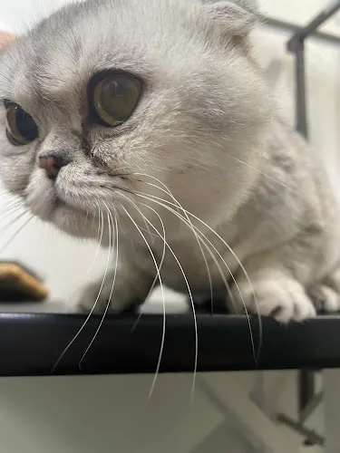 A Yuppy Puppy - Cat grooming in Modesto