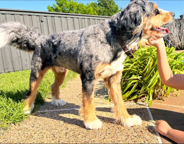 The Darling Dog Pet Salon - Cat grooming in Allen