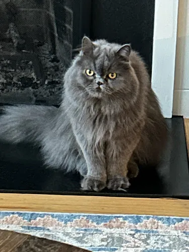 The Sculpted Pet Grooming - Cat grooming in Portsmouth