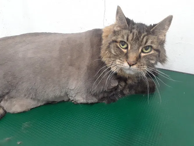 Diggidy Dog Grapevine - Cat grooming in Grapevine